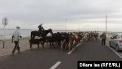 Ауыл шаруашылығы министрлігі мал экспортына тыйым салды