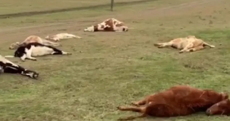 Үкіметтегі шалағайлар жұт дегенді біледі дейсіңдер ме?