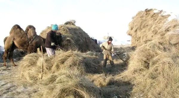 Қысқа әзірлік сылбырлықты көтермейді