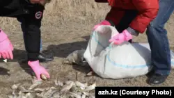Атырауда балықтың қырылуына байланысты іс бойынша үкім оқылды