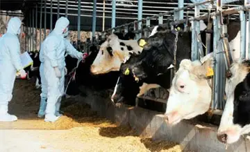 Қарағанды облысында ірі қарадан аусыл шықты