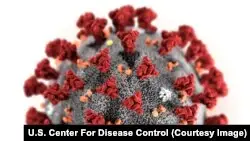 CDC өкілі: Коронавирус Алматыдағы зертханадан тараған жоқ