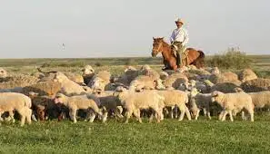 Жайылым таппай сенделіп