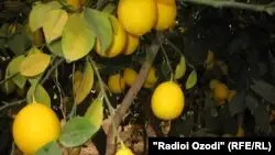 Қазақстанға экспортталатын тәжік лимоны екі есе арзандаған