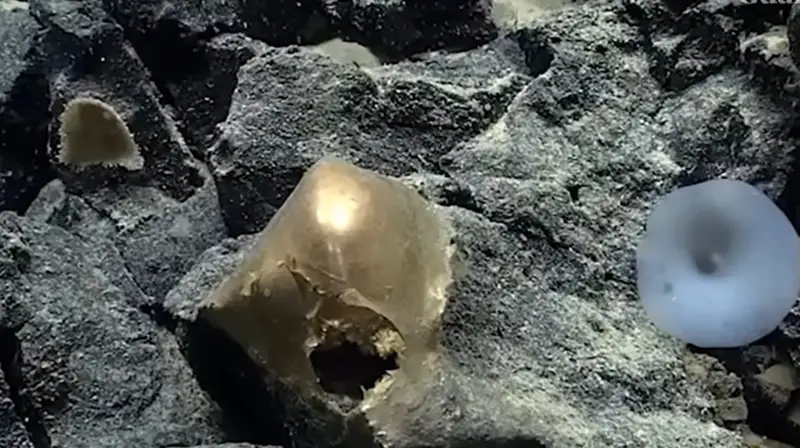 Аляска жағалауында мұхит түбінен жұмбақ шар табылды (видео)