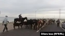 Ақтөбеде жүзден астам қой ұрлады деп күдікке ілінгендер қамалды