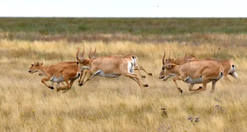 Киікке күйек байлаймыз ба?