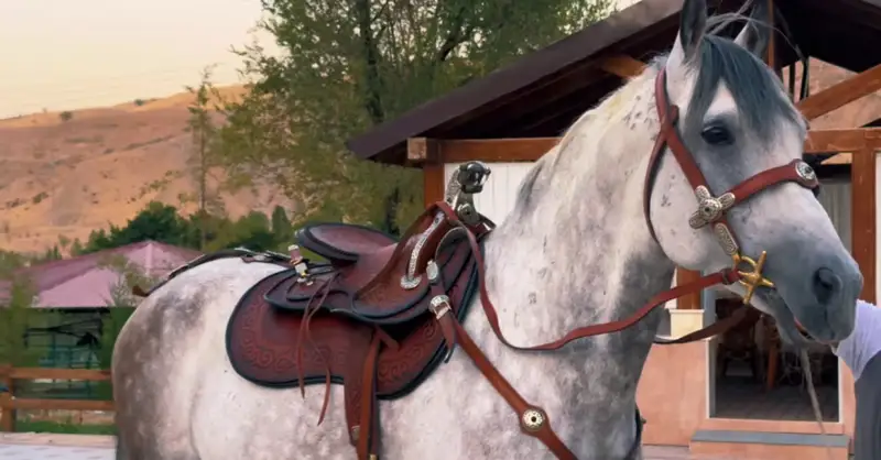 Қырғызстан президенті қазақ ақынына ат сыйлады (видео)