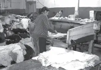 Агробизнес және тері өндірісі