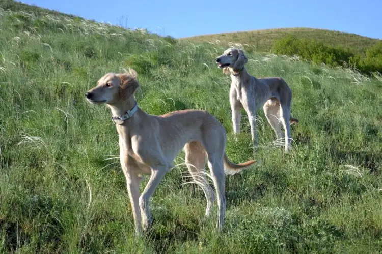 Ит стиліндегі үлкен бөксесі бар тәте