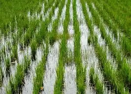 Күріш көлемі жылдағыдан  кем егілуі мүмкін