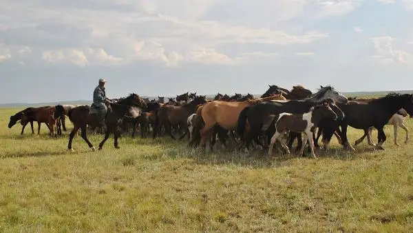 Ата кәсіп  тіршілік көзі