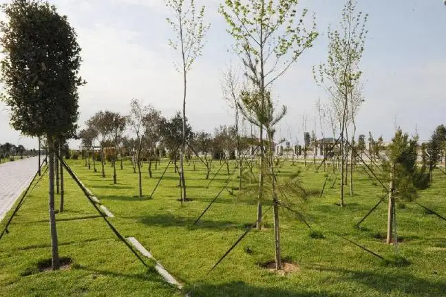 Алматыда 16 мың апатты ағаштың орнына 160 мың көшет отырғызылады