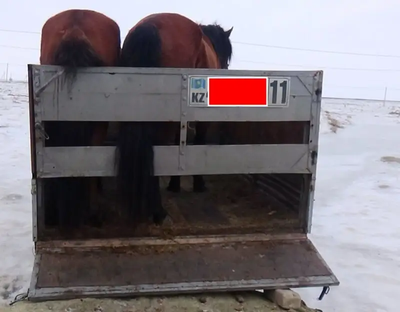 Өрістегі малға тыныштық болмай тұр