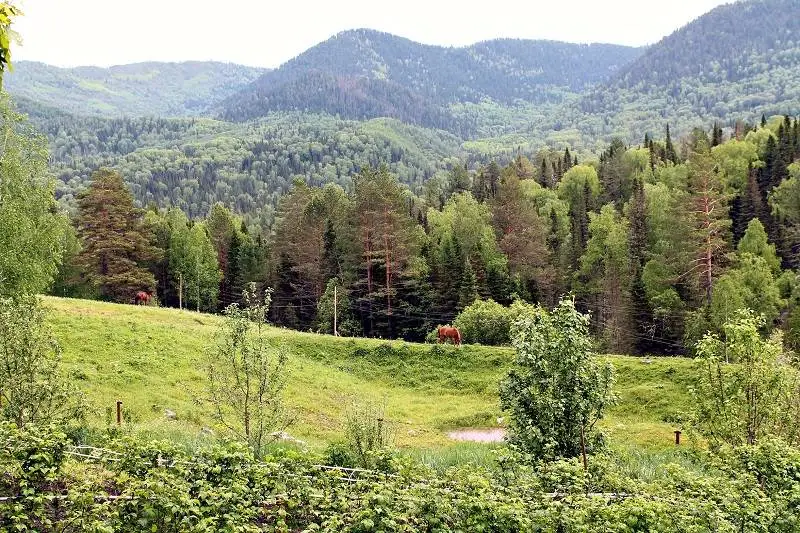 YouTube-тен көрген: өркениеттен қашқан отбасы орманда қаза тапты