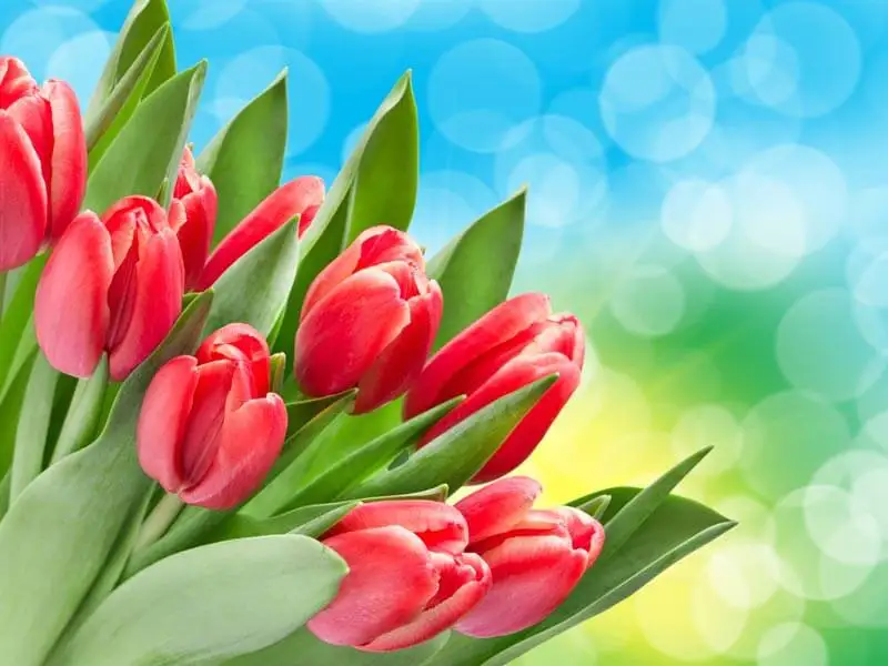 Коронавирус гүл арқылы жұға ма, министрлік  түсінік берді (видео)