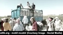 Мирзияев мақта жинауға мемлекеттік тапсырысты жойды