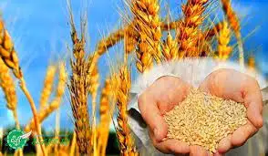 Ауғанстанға астық беру – пиар