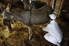 Ең үлкен есек сауу