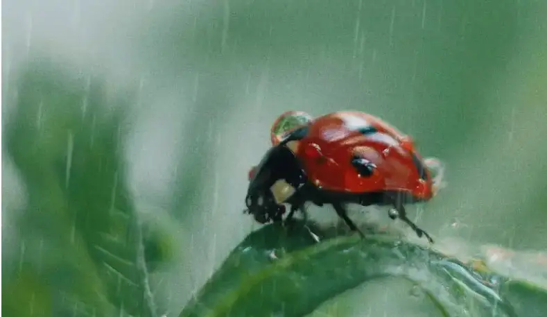 Алдағы күндері ауа райы қандай болады?