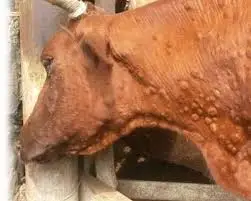Бруцеллез ауруын халыққа қолдан таратып жатырмыз
