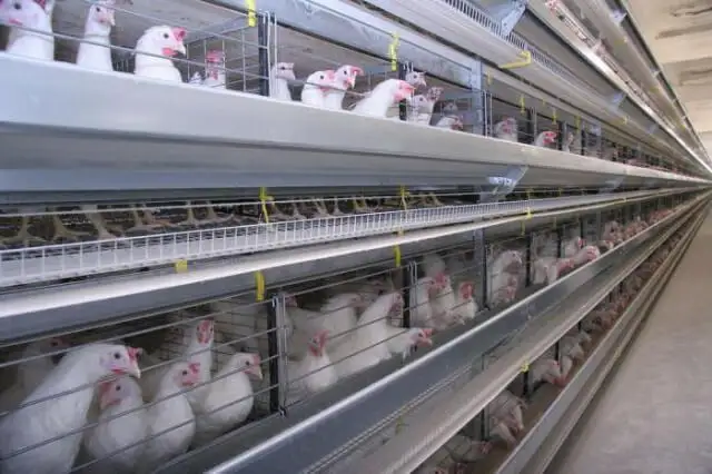 Тауық етін тұтыну да арман болып жүрмесін...