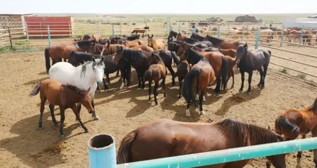 Соғымнан қағылғанымыз аздай, құрыққа сүйеніп қалмасақ етті...