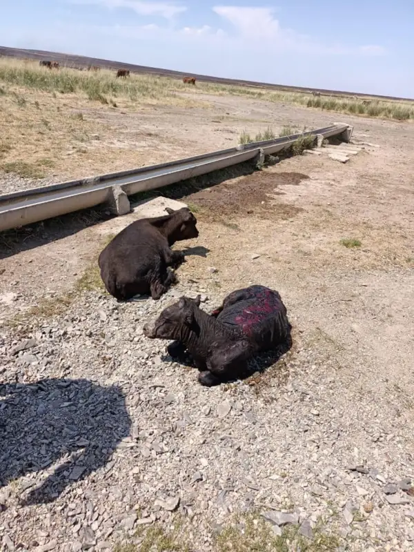 Қарағанды облысында дала өртінен мал қырылды, адам шығыны да бар (видео)