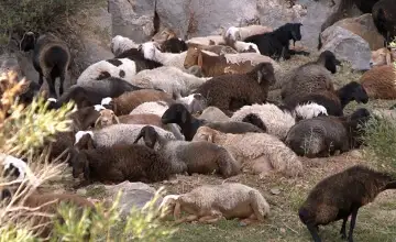 Қой мен жылқыны сақтандыру мемлекет тарапынан субсидияланады