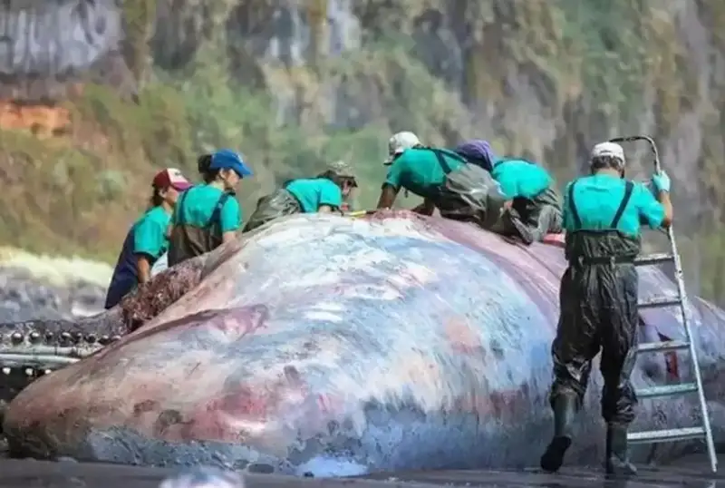 Киттің ішінен 500 мың еуро тұратын бағалы тас шықты