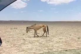 Маңғыстау – майшелпек емес!