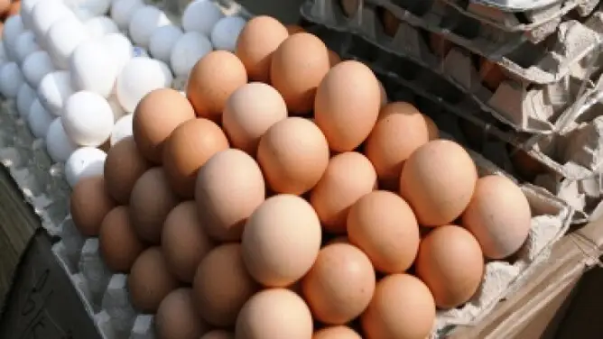 Жұмыртқаның бағасы 50 теңгеге көтерілді