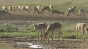 Ақбөкендер Сырға құлады