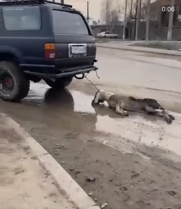 Алматы облысында итті көлігіне байлап, өлімші етіп сүйрегендер анықталды