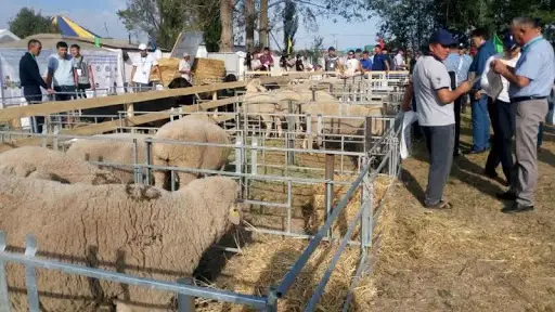 Қазаққа малын көгендеп бағу ғана қалды