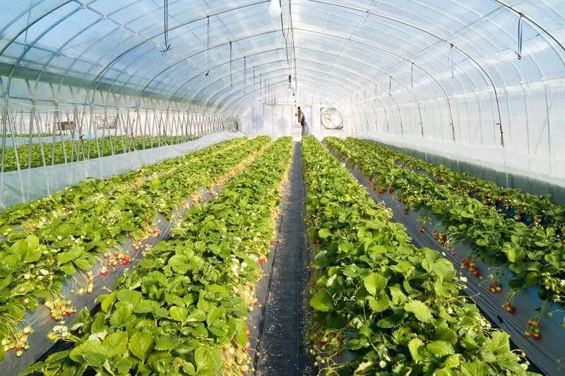 «Бозарықта» жылыжай кешендері құрылады