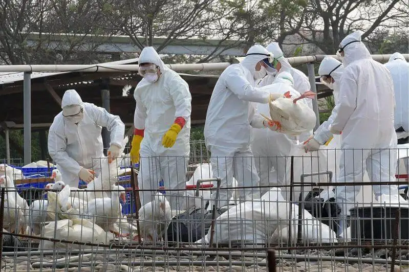 Құс тұмауы: ауру құстардың еті дүкен сөрелерінен шықпасына кім кепіл? (видео)