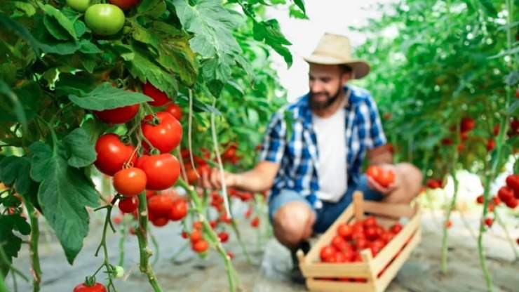 фермер фермер