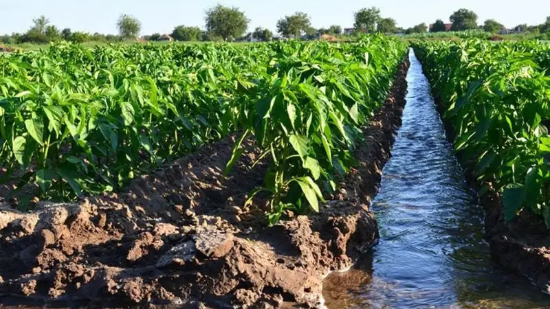 суармалы су