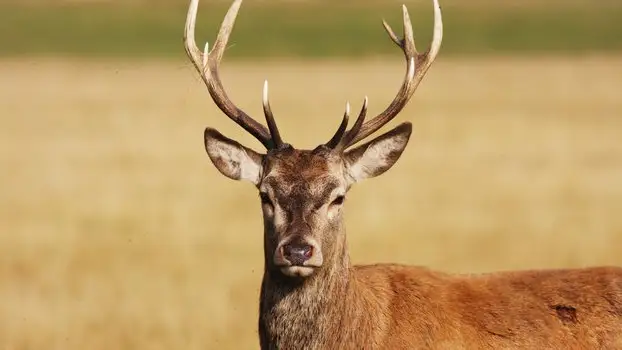 бұғы қарап тұр