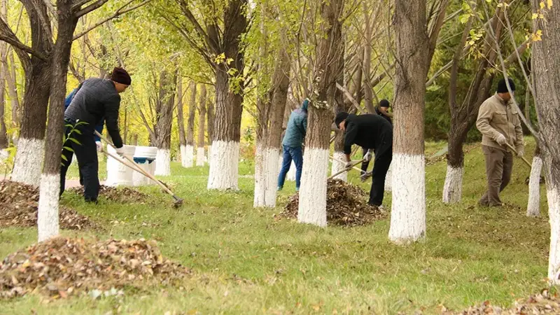 сыр