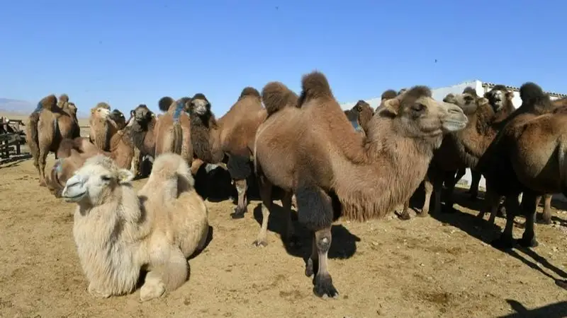 Түйе шаруашылығы