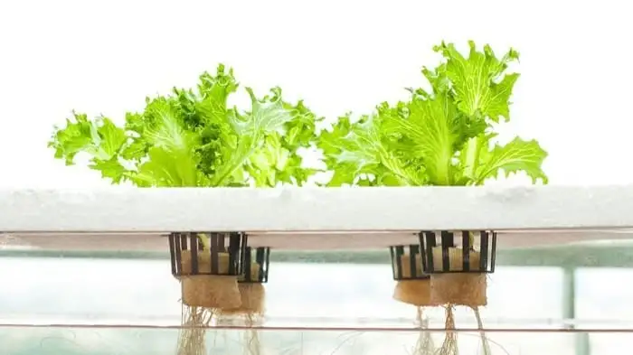 гидропоника