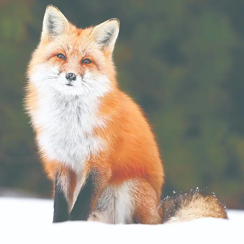Денесі бар сексуалды томпақ қыз Анжелика Жабайы порно