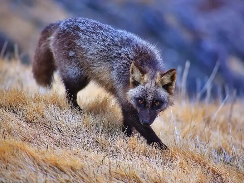 Новгород әйелдері