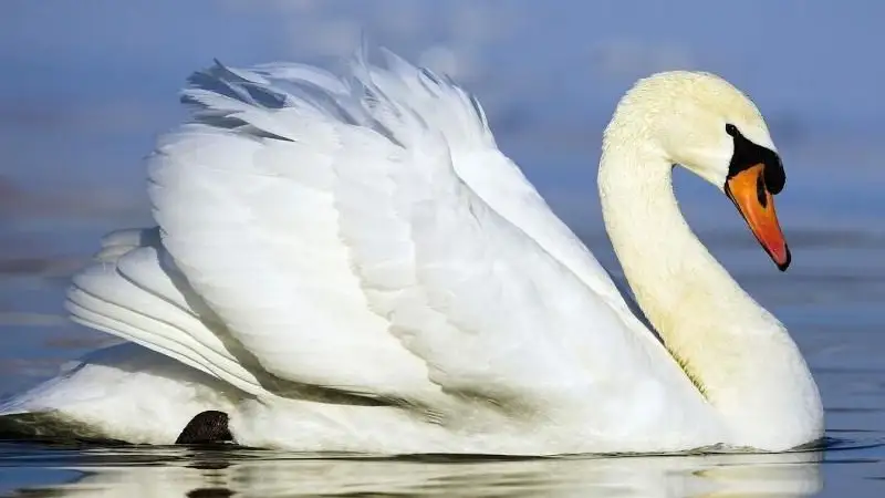 Кунилингустың ақ-қара фотосуреттері Кунилингустың ақ-қара фотосуреттері