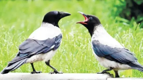 Сексуалды жопа