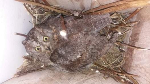 маубас жапалақ маубас жапалақ