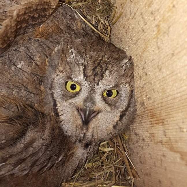 Жалаңаш томпақ орыстар