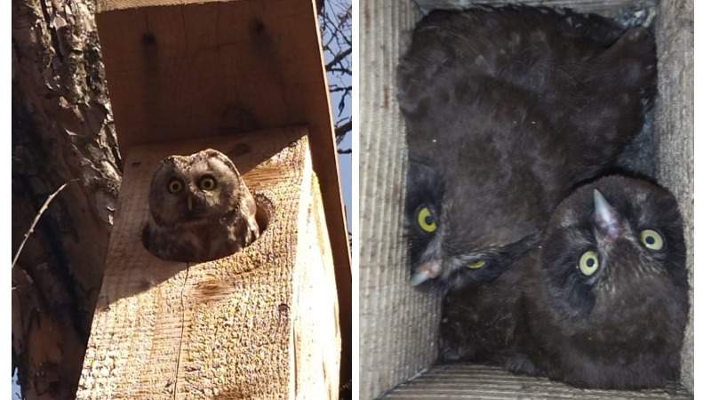 маубас жапалақ маубас жапалақ